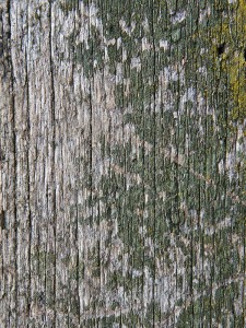 Hout behandelen, hout impregneren, hout waterdicht maken, hout beschermen, alg voorkomen