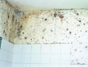 schimmelwerende verf - schimmel in badkamer